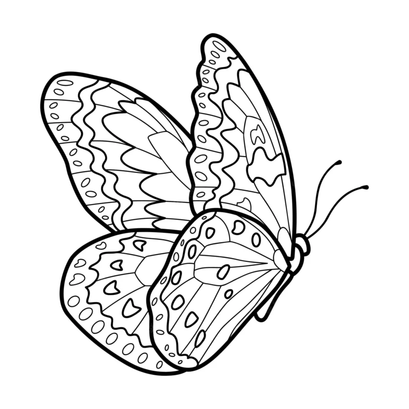 drawings/borboleta-4-800x800.webp