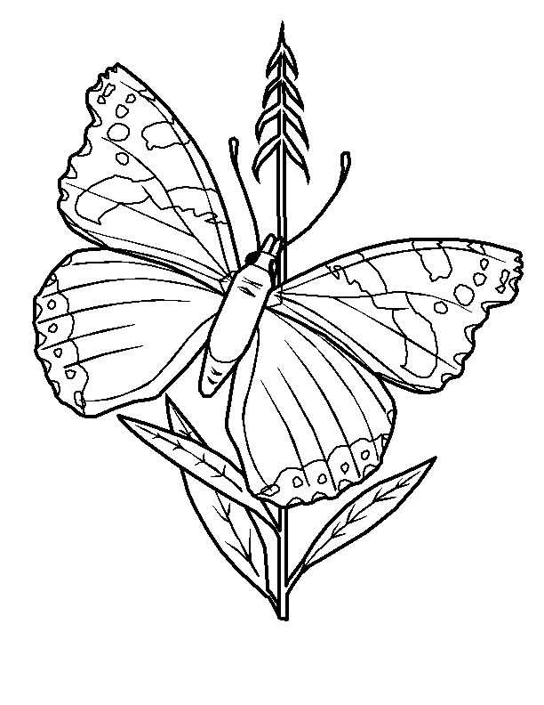 drawings/desenho-borboleta-imprimir-pintar-02.jpg