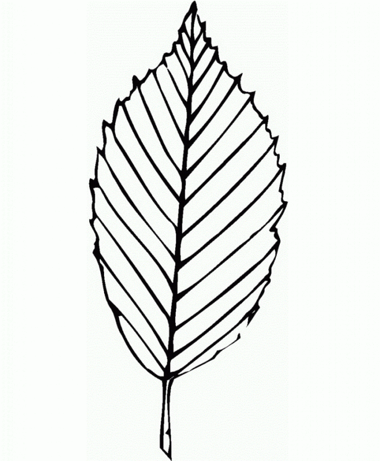 drawings/desenho-folhas-imprimir-07-742x900.gif