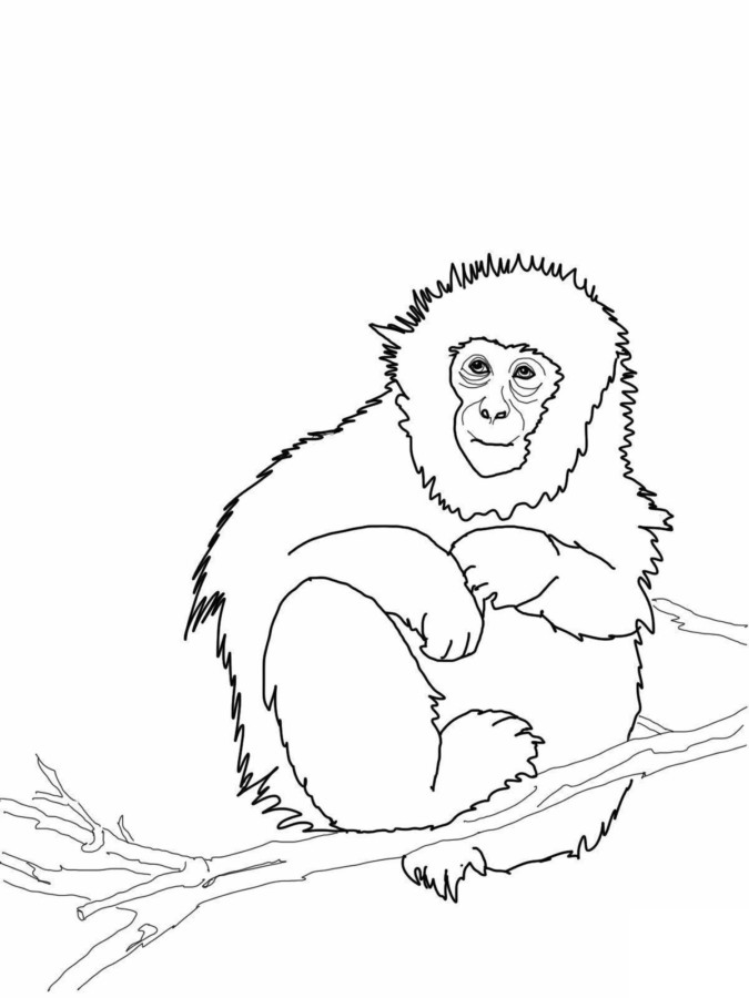 drawings/desenho-macaco-imprimir-colorir-10-675x900.jpg