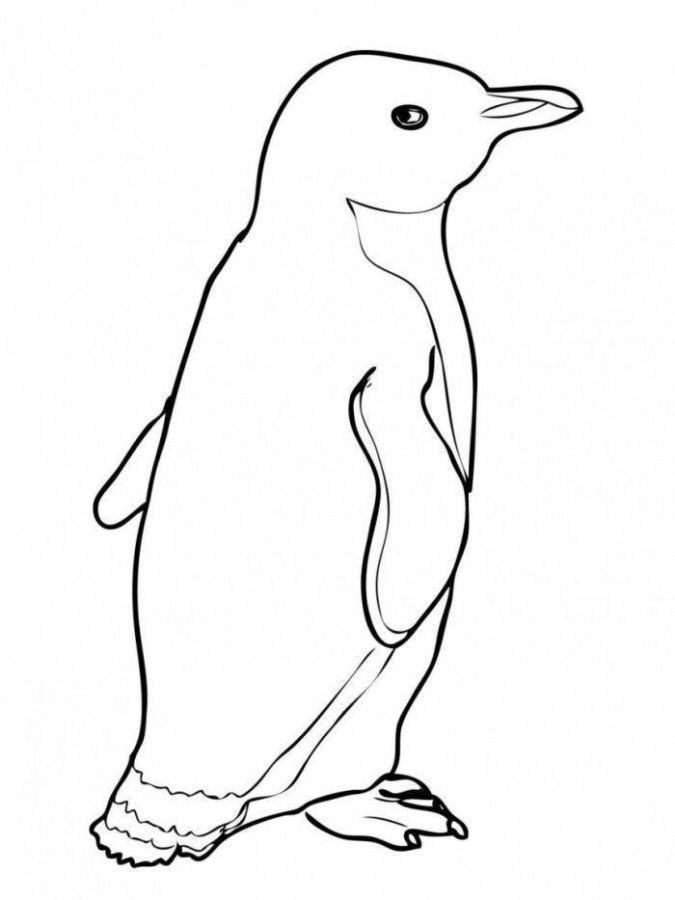 drawings/desenho-pinguin-imprimir9-675x900.jpg