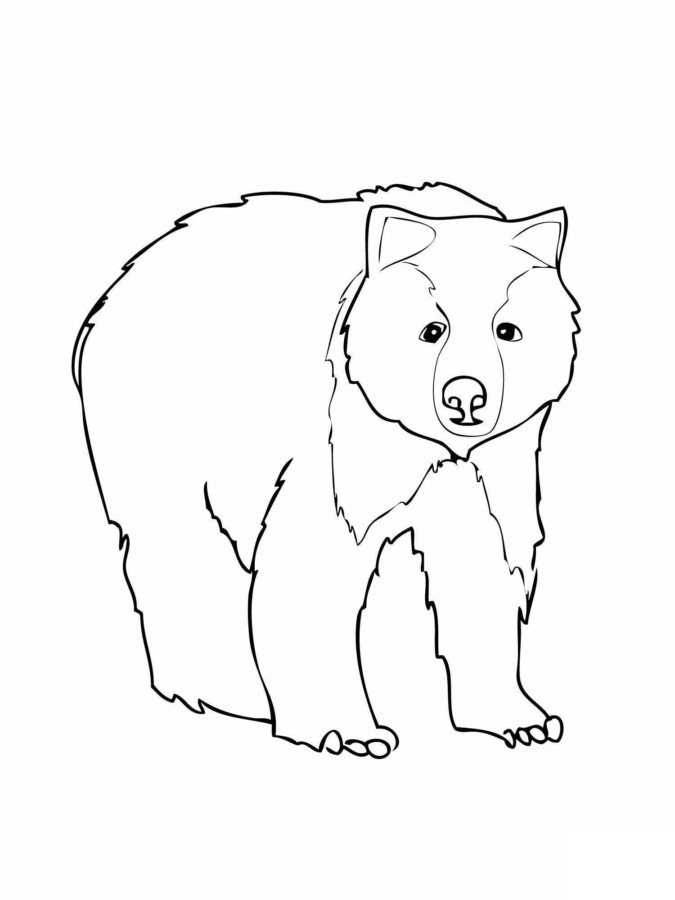 drawings/desenho-urso-colorir1-675x900.jpg