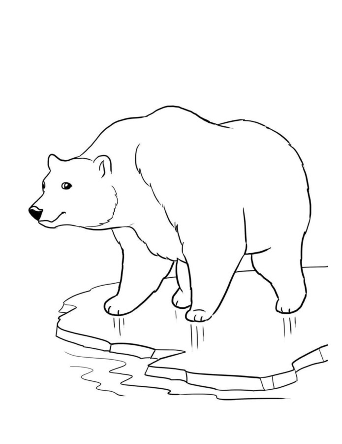 drawings/desenho-urso-colorir3-695x900.jpg