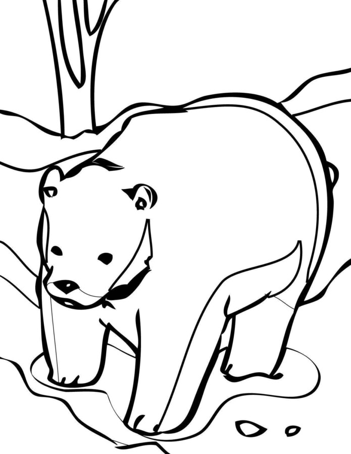 drawings/desenho-urso-colorir8-695x900.jpg