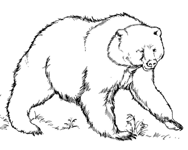 drawings/desenho-urso-colorir9-800x639.jpg