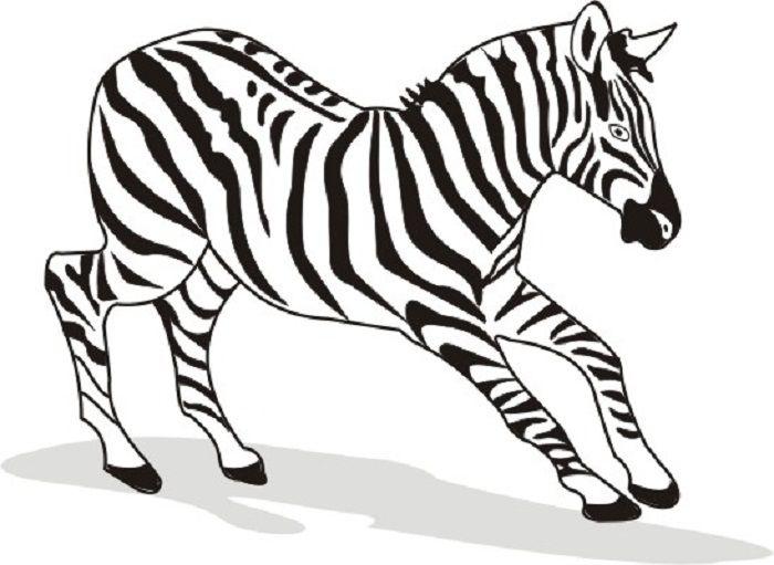 drawings/desenho-zebra-imprimir-colorir-11.jpg