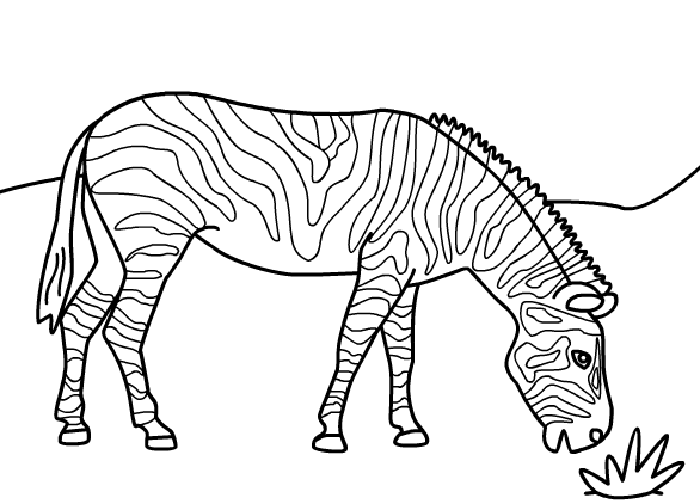 drawings/desenho-zebra-imprimir-colorir-12.png