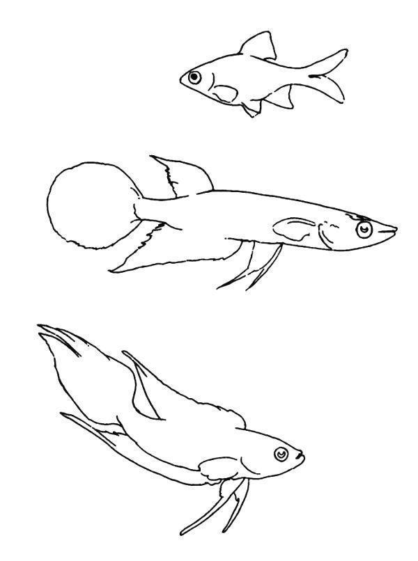 drawings/desenhos-peixes-imprimir06.jpg