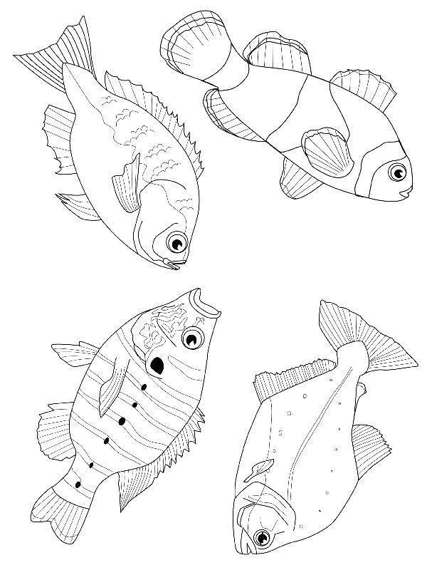 drawings/desenhos-peixes-imprimir12.jpg